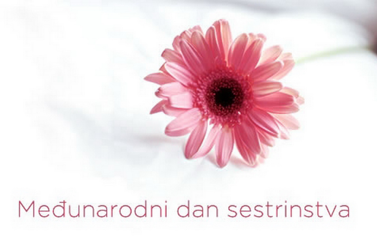 Dan Sestrinstva1 1