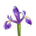 Iris 150x150